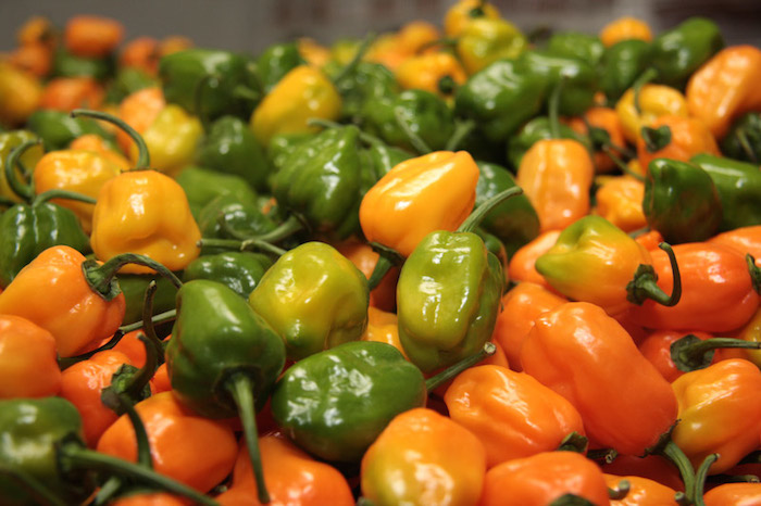 El chile habanero tiene tres tipos de pigmentación; amarillo, rojo y verde; de lo cual depende lo enchilado que este. Este producto se exporta en un 85 por ciento vía terrestres desde Quintana Roo hasta EU y por vía área al continente europeo. Foto: Cuartoscuro
