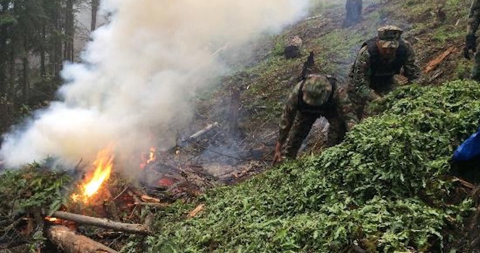 Operativo contra los plantios de amapola. Foto: Semar