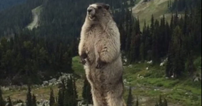 La marmota encontrada por los excursionistas. Foto: Captura de pantalla