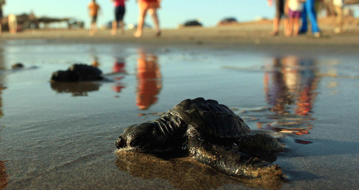 Liberación de tortugas. Foto: Cuartoscuro.