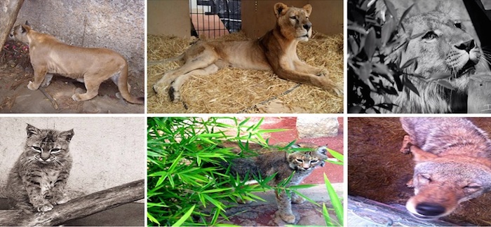 PROFEPA-SEMAR realizarán el traslado aéreo de 11 grandes felinos y un coyote a un santuario animal en Estados unidos. Foto: Profepa
