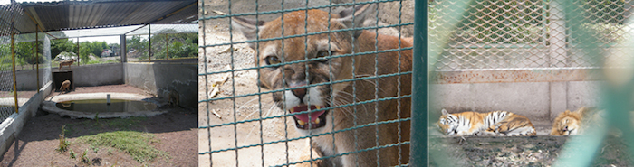 La Profepa aseguró de forma precautoria 135 animales salvajes en un operativo de inspección a una Unidad de Manejo para Conservación de la Vida Silvestre (UMA), en Xochitepec, Morelos. Foto: Profepa