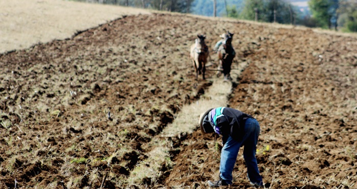 Escasez de mano de obra perjudica cultivos de granjas de EU. Foto: Cuartoscuro.