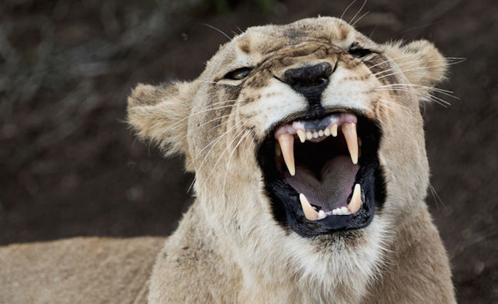 Una de las leonas liberadas en Ruanda. Foto: Mathew Poole