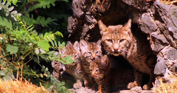 Guanimba, lince rojo de cuatro años de edad, parió tres crías, después de dos meses de gestación. Foto: Notimex