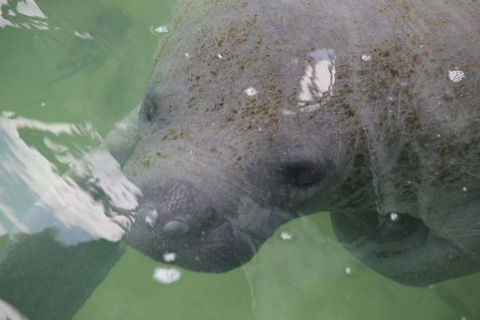El manatí es un mamífero acuático, que se alimenta de vegetales y que puede llegar a pesar hasta 500 kilos y medir poco más de tres metros. Foto: Notimex