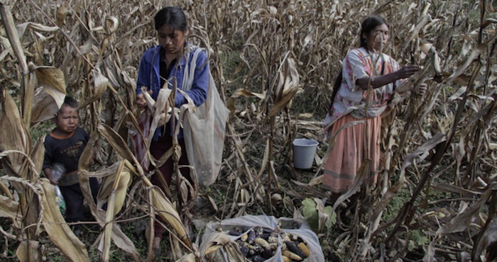 Cultivo de maíz en Guerrero. Foto: Cuartoscuro.