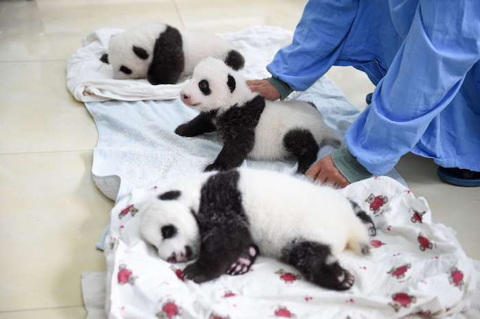 Pandas del Centro de Investigación y Protección del Panda Gigante en Ya'an. Foto: Xinhua