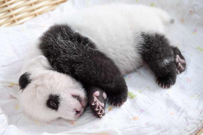 Los chachorros nacieron a principios del mes de agosto. Foto: Xinhua