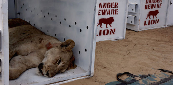 La primera leona en ser liberada minutos antes de despertarse. Foto: Mathew Poole