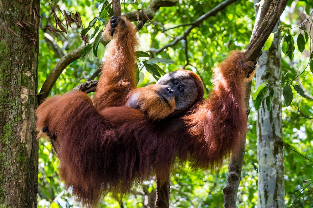Los orangutanes son una especie altamente amenazada. Foto: Shutterstock