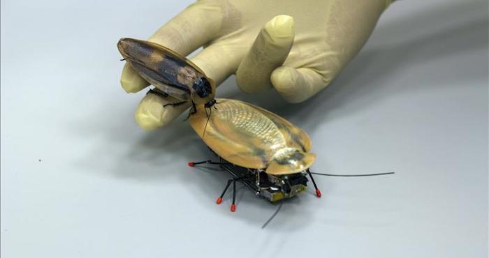 Una cucaracha robot, lo último en tecnología. Foto: EFE