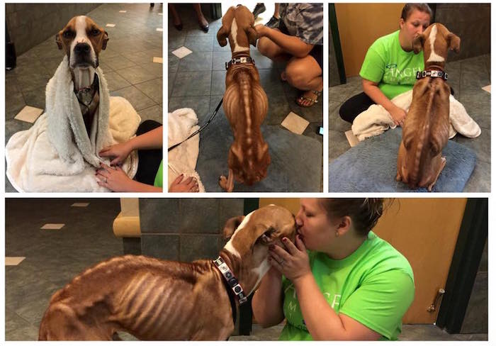 Nicol, la mujer que decidió adoptar al pequeño Odiseo está al pendiente de su recuperación. Foto: Facebook, Angels Among Us Pet Rescue