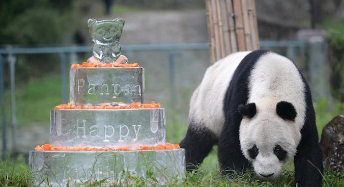 Para celebrar su cumpleaños número 30, a Pan Pan le fue obsequiada una escultura de hielo de tres pisos en forma de pastel decorada con zanahorias. Foto: Xinhua
