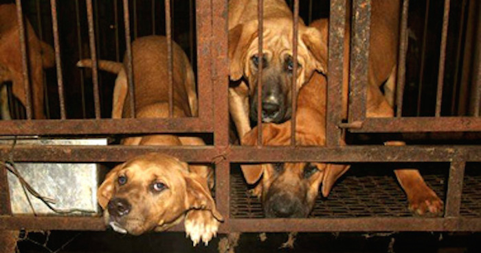 Corea del Sur da en adopción perros para dejar de comerlos. Foto: EFE