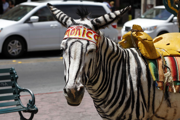 PROPONE ORGANISMO DE TIJUANA DESAPAREZCA ICONO DE ¨BURROS-CEBRAS¨