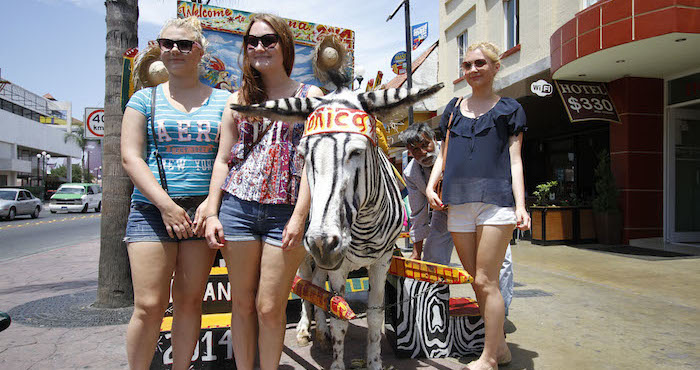 Provida animal ahora lucha en contra de la utilización de burros que pintan como cebras para atraer turismo en Tijuana. Foto: Notimex