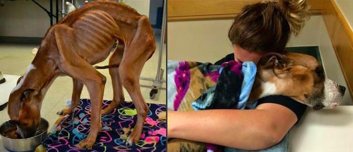 Odioseo llegó pesando 12 kilogramos, con avanzado estado de desnutrición. Foto: Angels Among Us Pet Rescue