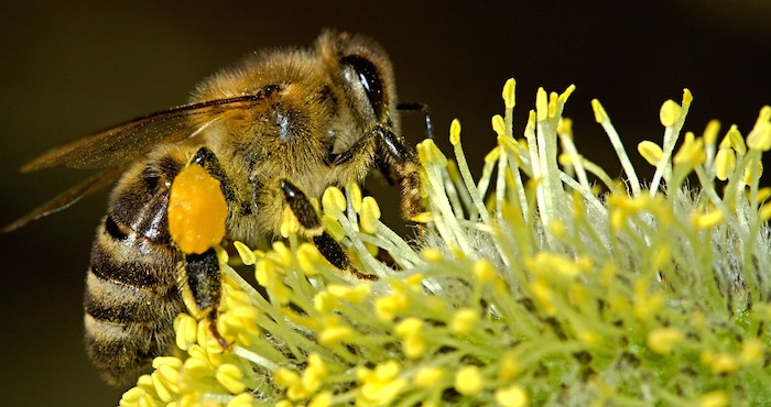 La adaptación de la abeja también afectará los paisajes y cosechas Foto: Pixabay