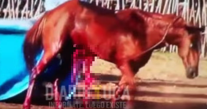 Los caballos suelen perder sus víceras y agonizar hasta la muerte. Foto: Captura de pantalla / Video de Yuca