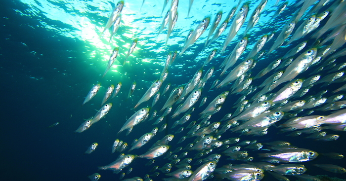 La sobreexplotación de los peces derivará en crisis alimentaria Foto: Shutterstock