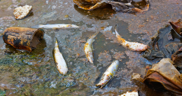 Peces de consumo mueren por contaminación Foto: Shutterstock