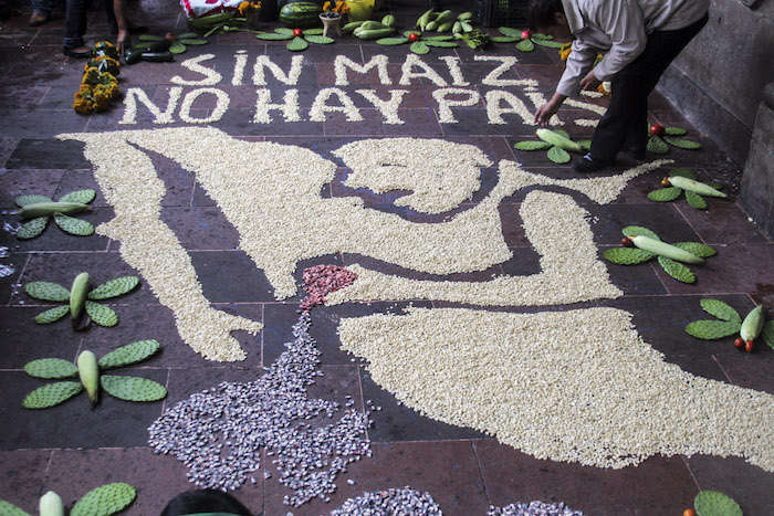 Fotos lucha contra transgénicos En Cuernavaca, Morelos, miembros de la campaña Sin Maíz No Hay País manifestaron su apoyo al maíz orgánico. Foto: Cuartoscuro