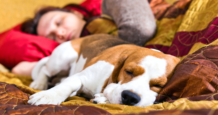 Dejar que tu perro suba a tu cama sin limpiarles las patas, es como si tú te subieras sin quitarte los zapatos. Foto: Shutterstock