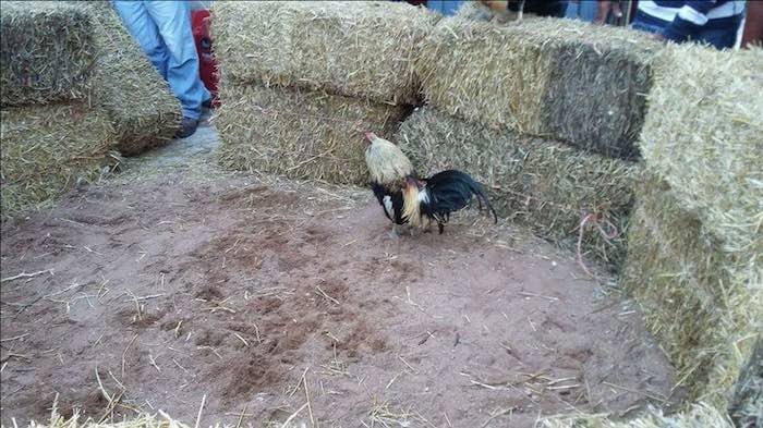 Uno de los gallos en el ruedo. Foto: Especial, Zona Franca