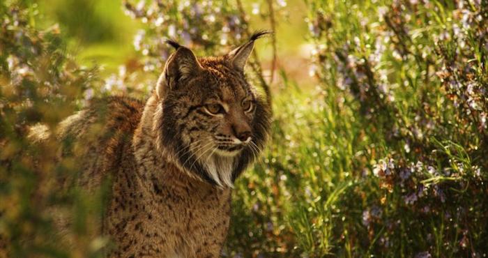 Contrario al pronóstico alentador de la UICN, científicos aseguran que la situación de amenaza del lince aumentó en los últimos años. Foto: Wikimedia