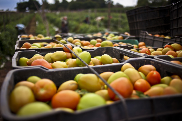 Los frutos y verduras recién cortados mantienen un mejor sabor: Foto: Cuartoscuro
