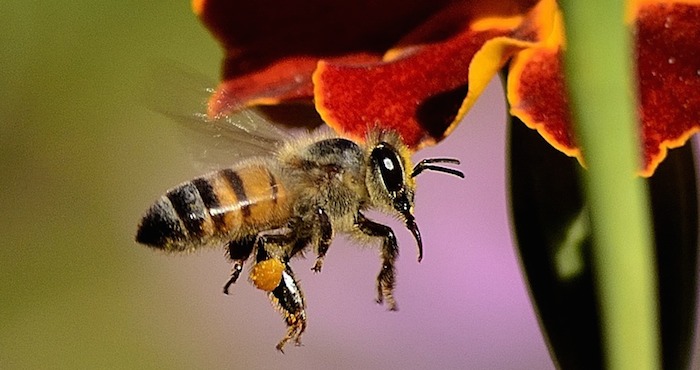 La adaptación de la abeja también afectará los paisajes y cosechas Foto: Pixabay
