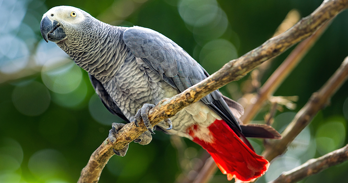 Entre otros, un estudio realizado con loros africanos abre la discusión de si los animales sufren trastornos mentales o no. Foto: Shutterstock