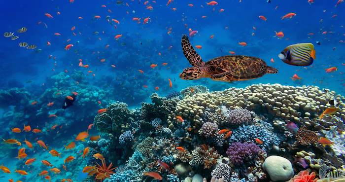 Arrecifes de coral Por la acidificación del mar, los arrecifes de coral podrían desaparecer para 2050 Foto: Shutterstock