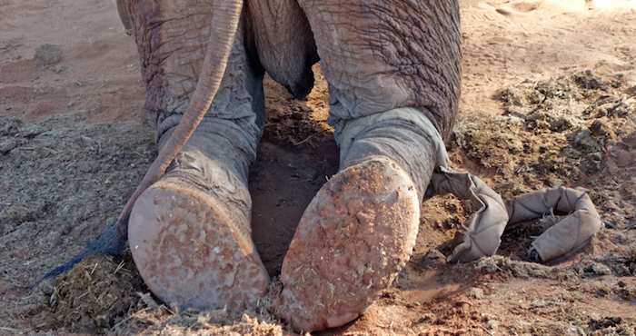 Foto: Protección Animal Mundial