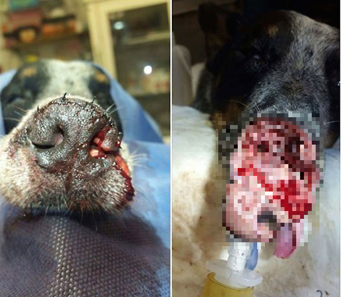 La crudeza de la imagen acentuó la indignación entre los usuarios que comentaron la publicación en que se denuncia el caso. Foto: Facebook / Somos la Voz de los que no tienen Voz