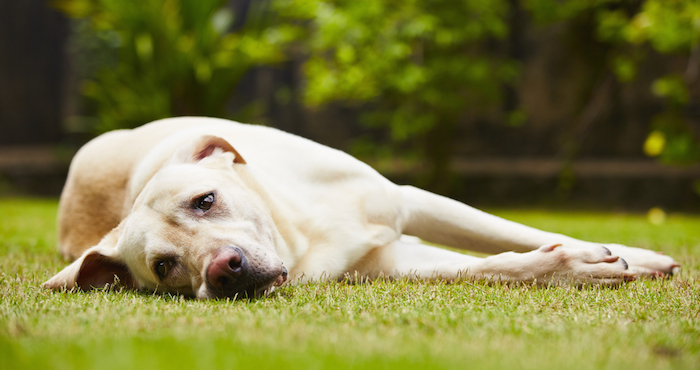 Es importante prestar atención al comportamiento de nuestra mascota para detectar problemas emocionales Foto: Shutterstock