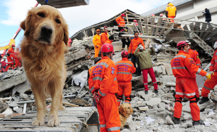 Foto: kisa kuyruk / Shutterstock.com