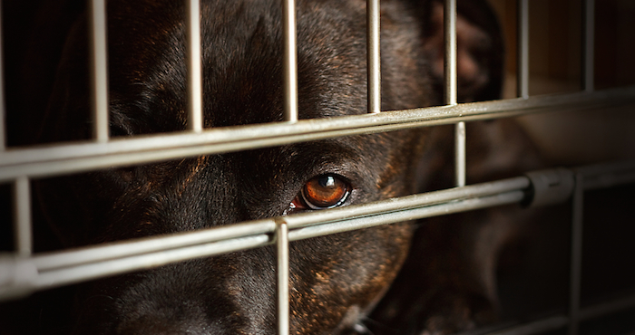 PETA es una asociación que dice abogar por los derechos de los animales, incluido el derecho a la vida. Foto: Shutterstock