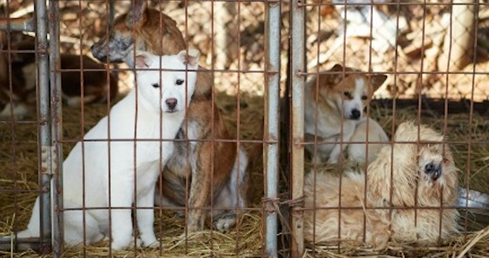 HSI ha abierto una liga en la que se recaudan firmas contra la tradición asiática de comer perros. Foto: HSI