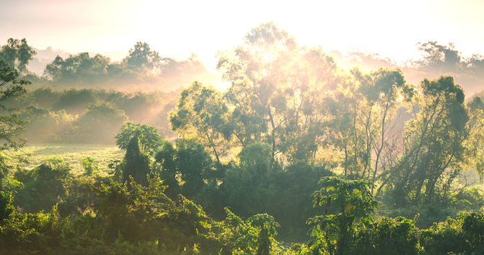 La selva de campeche alberga una de las mayores variedades de especies del país. Foto: Shutterstock