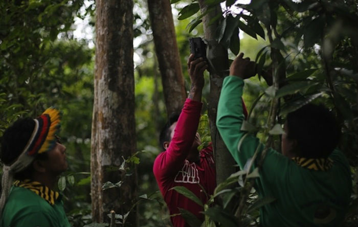 Por medio de rastreadores de movimiento y temperatura en los árboles se rastrea a quien amenace con cortarlos. Foto: