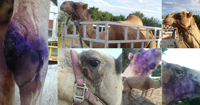 El dromedario presentaba serias heridas. Foto: PROFEPA