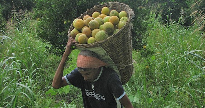 La falta de apoyo de la Federación contribuye a que los citricultores caigan en la incertidumbre. Foto: Pulso