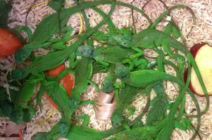 Iguanas verdes decomisadas. Foto: Notimex