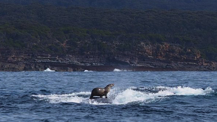 La pareja fue captada por el fotógrafo Robyn Malcolm, quien se percató de esta escena al revisar la galería de su cámara. Foto: Cortesía The Sydney Morning Herald