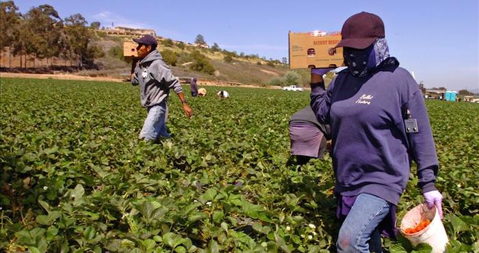 Asociaciones en defensa de las trabajadoras del campo celebraron la multa de más de 17 millones de dólares impuesta por un tribunal de Florida a una compañía agrícola por los delitos de abuso sexual y represalias contra cinco empleadas mexicanas. Foto: EFE/Archivo
