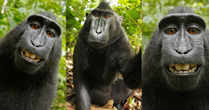 PETA pide que le den los derechos de autor a un mono por foto que se tomó. Foto: Especial