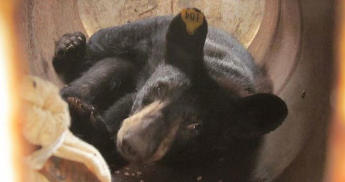 La Profepa liberó a cuatro osos negros que había capturado en zonas urbanas de NL. Foto: Profepa