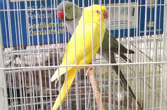 Pericos atoleros decomisados. Foto: Notimex